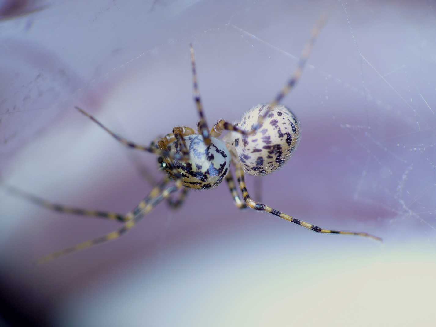 Scytodes thoracica